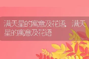 满天星的寓意及花语