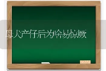 母犬产仔后为啥易惊厥