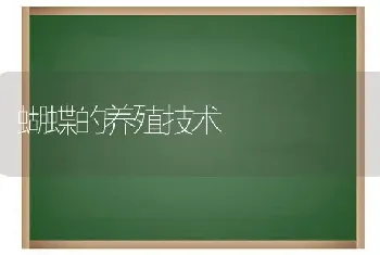 蝴蝶的养殖技术