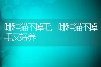 哪种猫不掉毛,哪种猫不掉毛又好养