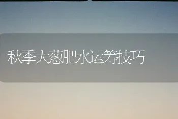 秋季大葱肥水运筹技巧