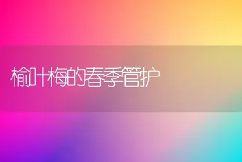 榆叶梅的春季管护