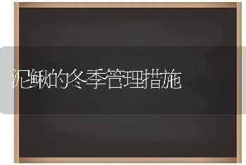 泥鳅的冬季管理措施