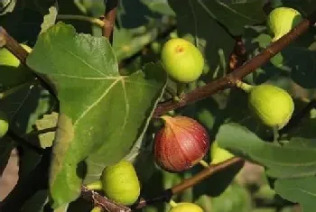 无花果高产种植技术学习下