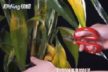 金鱼花怎么养才能更旺盛