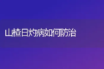 山楂日灼病如何防治