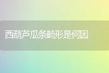 西葫芦瓜条畸形是何因