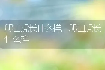 爬山虎长什么样