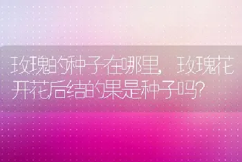 玫瑰的种子在哪里