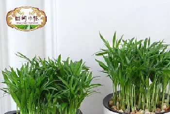 室内适合养什么植物盆栽