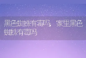 黑色蜘蛛有毒吗