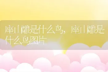 座山雕是什么鸟