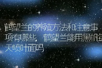 鹤望兰的养殖方法和注意事项有哪些