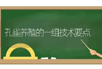 孔雀养殖的一组技术要点