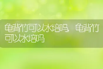 龟背竹可以水培吗