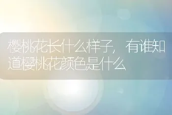 樱桃花长什么样子