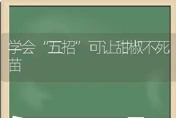 学会“五招”可让甜椒不死苗