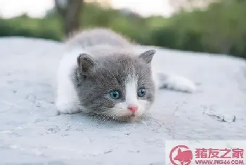 折耳猫发病症状