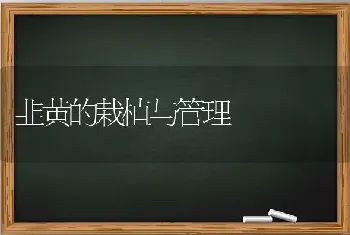 韭黄的栽植与管理