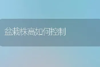 盆栽株高如何控制