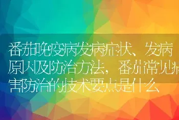 番茄晚疫病发病症状、发病原因及防治方法