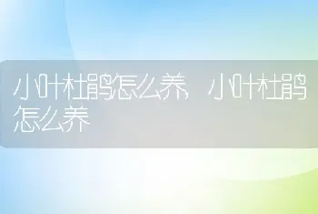 小叶杜鹃怎么养