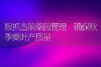 狠抓当前桑园管理 确保秋季桑叶产质量