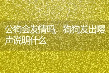 公狗会发情吗,狗狗发出嘤声说明什么