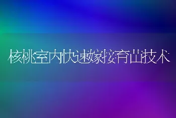 核桃室内快速嫁接育苗技术