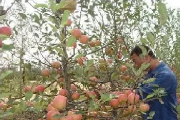 夏季苹果扭梢怎么办？