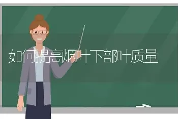 如何提高烟叶下部叶质量