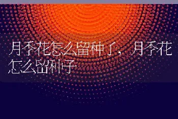 月季花怎么留种子