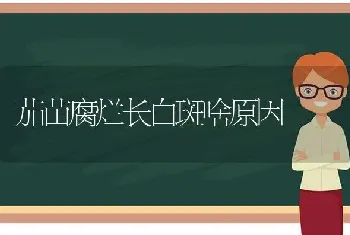 茄苗腐烂长白斑啥原因