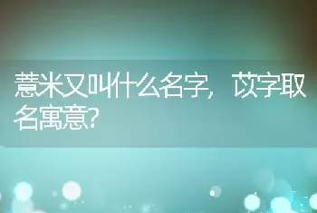 薏米又叫什么名字