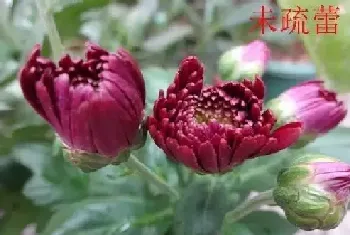 菊花开完花后要全部剪掉吗