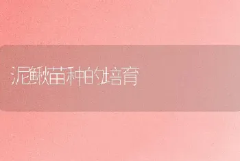 泥鳅苗种的培育