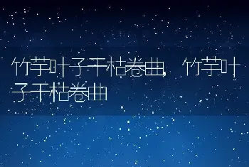 竹芋叶子干枯卷曲