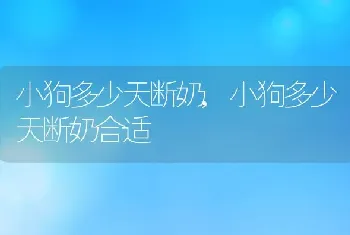 小狗多少天断奶