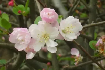 海棠花好养吗