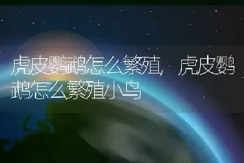 虎皮鹦鹉怎么繁殖,虎皮鹦鹉怎么繁殖小鸟