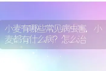 小麦有哪些常见病虫害