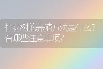 桂花树的养殖方法是什么?有哪些注意事项?