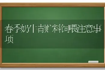 春季奶牛青贮料饲喂注意事项