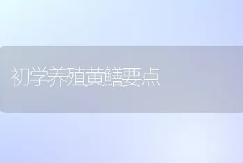 初学养殖黄鳝要点