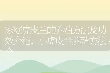 家庭虎皮兰的养殖方法及功效介绍