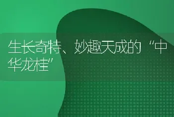 生长奇特、妙趣天成的“中华龙桂”