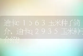 迪卡c1563玉米种子简介