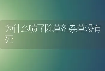 为什么喷了除草剂杂草没有死